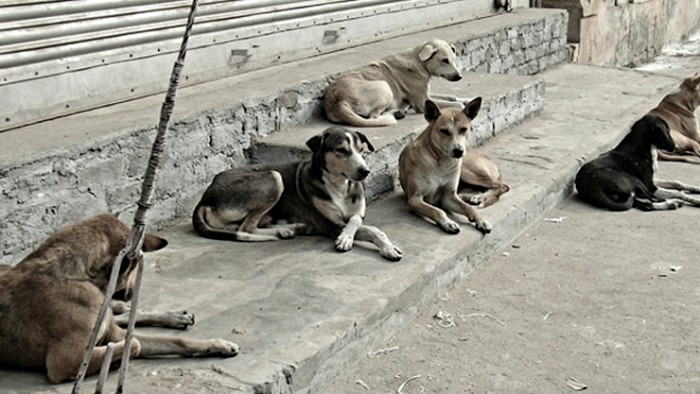 تحذيرات في صنعاء من تفشي داء الكَلَب وسط تزايد أعداد الكلاب الضالة