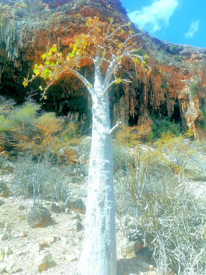شجرة الخيار السقطري، من خلفها مغارة 